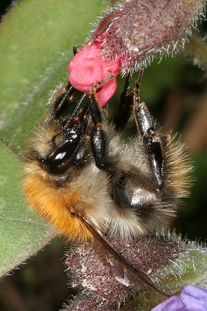 Bombus pascuorum, A