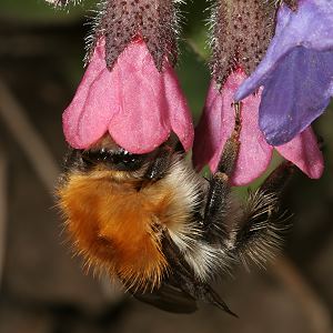 Bombus pascuorum, A