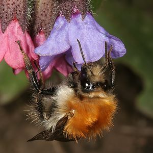 Bombus pascuorum, A