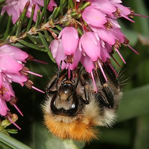 Bombus pascuorum, A