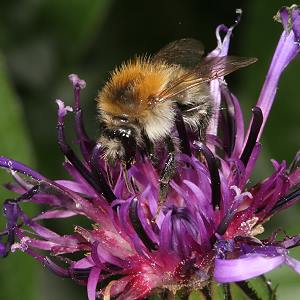 Bombus pascuorum, A