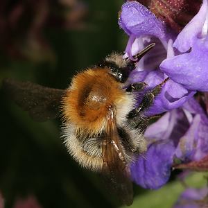 Bombus pascuorum, A