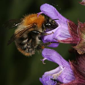 Bombus pascuorum, A