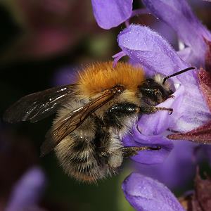Bombus pascuorum, A