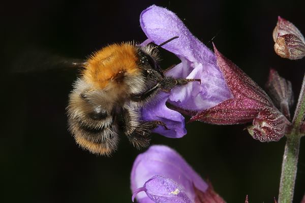 Bombus pascuorum, A