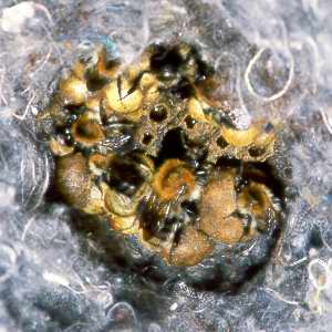 Ackerhummel-K&ouml;nigin