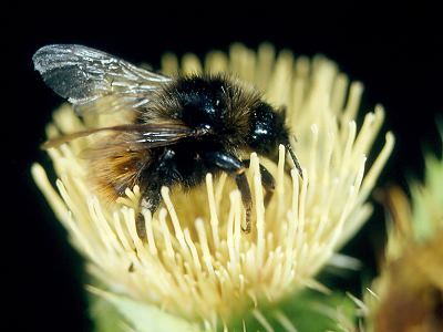 Bombus pomorum, M