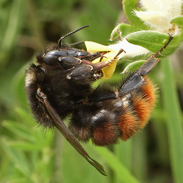 Bombus pomorum, W