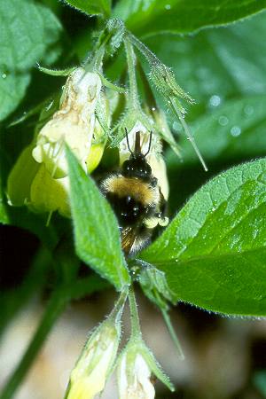 Bombus pratorum, W Nr