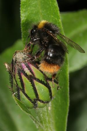 Bombus pratorum, A
