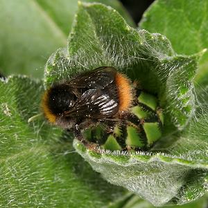Bombus pratorum, A