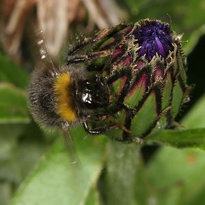 Bombus pratorum, A