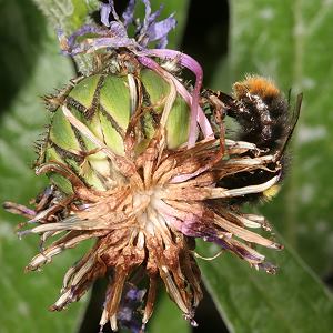 Bombus pratorum, A