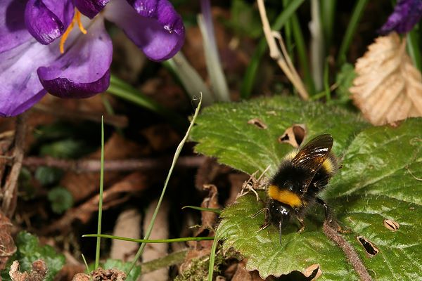 Bombus pratorum, Nest