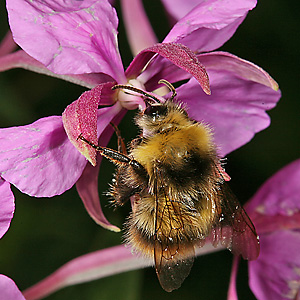 Bombus pratorum, M