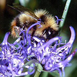 Bombus pyrenaeus, M