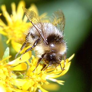 Bombus pyrenaeus, M