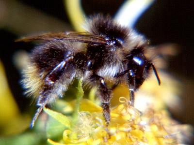 Bombus pyrenaues, A