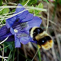 Bombus pyrenaues, W, an Gentiana acaulis