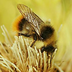 Bombus pyrenaeus, M