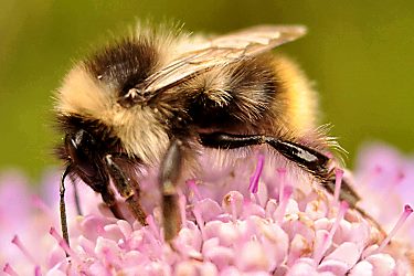 Bombus pyrenaeus, M