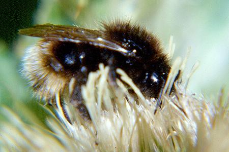 Bombus quadricolor, W Bombus quadricolor, W