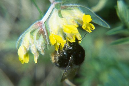Bombus ruderarius, W N+P