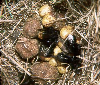 Bombus ruderarius, Nest