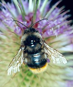 Bombus ruderarius, M