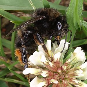 Bombus ruderarius, M N