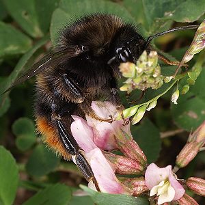 Bombus ruderarius, M N