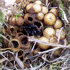 Bombus ruderarius, W Nest