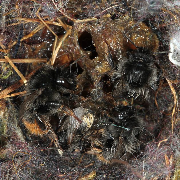 Bombus ruderarius, A