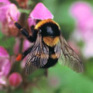 Bombus ruderatus