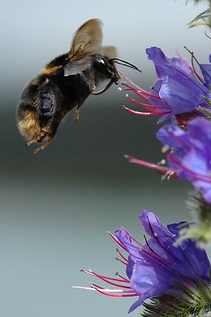 Bombus ruderatus