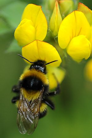 Bombus ruderatus