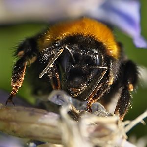 Bombus ruderatus