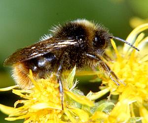 Bombus rupestris, M
