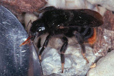 Bombus rupestris, W Bombus rupestris, W