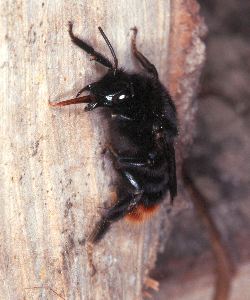 Bombus rupestris, W