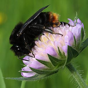 Bombus rupestris, W