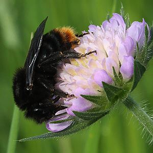 Bombus rupestris, W