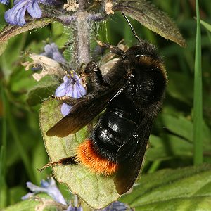 Bombus rupestris, W