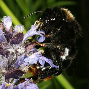 Bombus rupestris, W