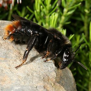 Bombus rupestris, W