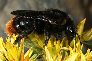 Bombus rupestris, W