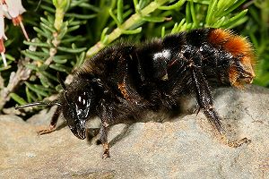 Bombus rupestris, W