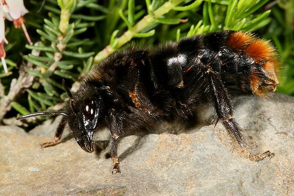 Bombus rupestris, W