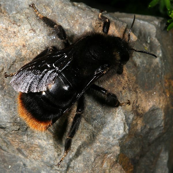 Bombus rupestris, W