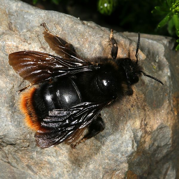 Bombus rupestris, W